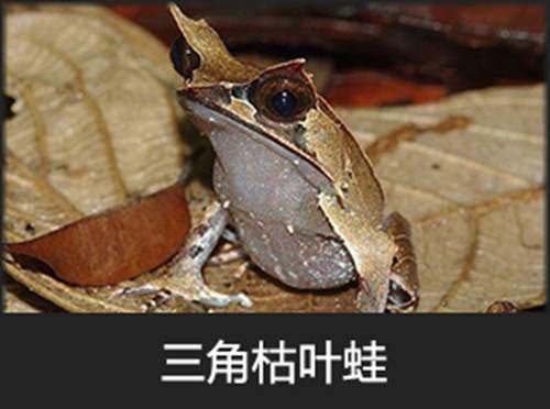 呱太品种指南