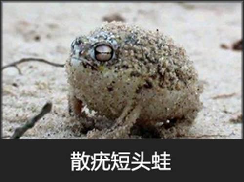 呱太品种指南