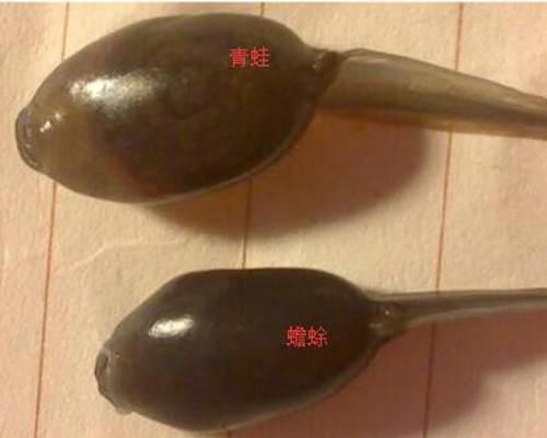 呱太品种指南