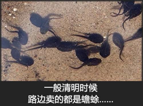 呱太品种指南