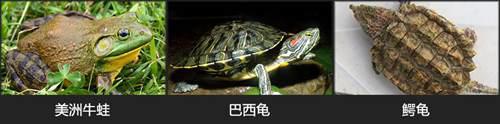 呱太品种指南