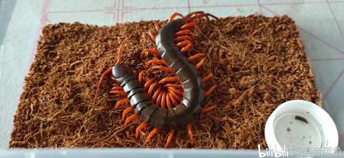 中国德氏蜈蚣Scolopendradehaani