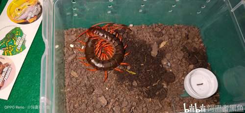 中国德氏蜈蚣Scolopendradehaani