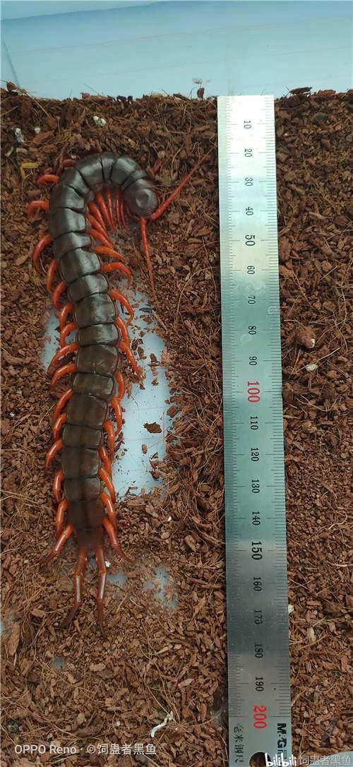 中国德氏蜈蚣Scolopendradehaani