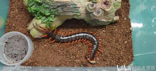 中国德氏蜈蚣Scolopendradehaani