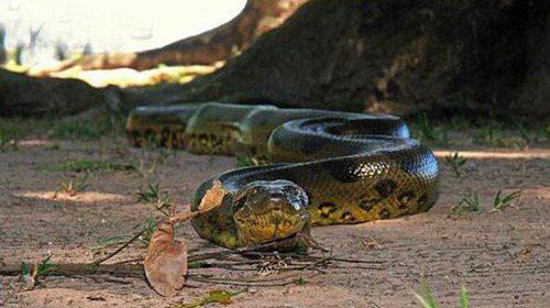 世界上最大的蛇亚马逊巨蟒