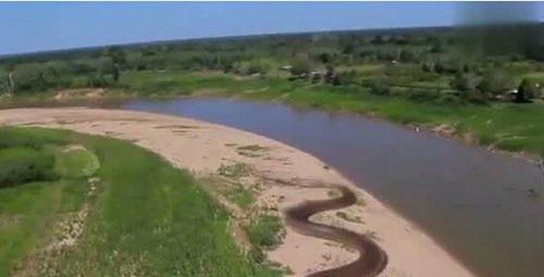 世界上最大的蛇亚马逊巨蟒