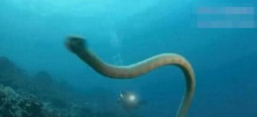 世界上最大的蛇亚马逊巨蟒