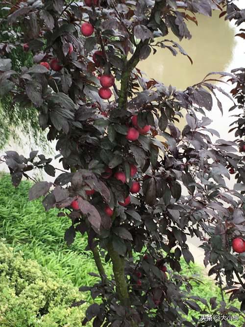 红叶树的果实红叶李子能不能吃 红叶李树结的果子能吃吗