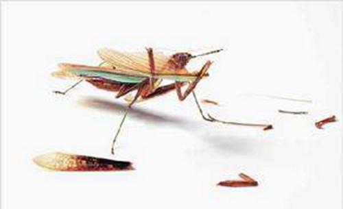 观察者效应是什么