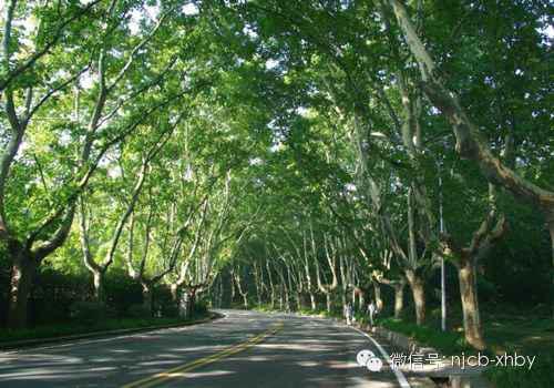 南京为什么种梧桐树?