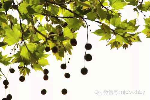 南京为什么种梧桐树？