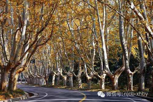 南京为什么种梧桐树?