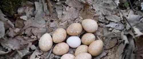 火鸡蛋与普通鸡蛋的差异