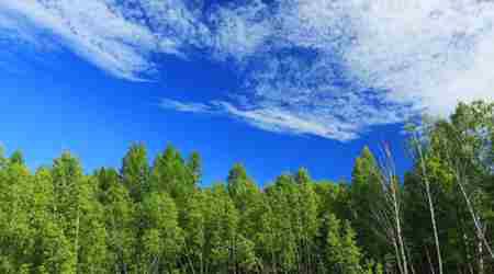 世界十大濒危物种排名