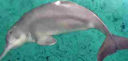 世界十大濒危物种排名