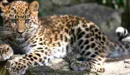 世界十大濒危物种排名