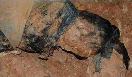 2005年四川南充僵尸事件是真的吗