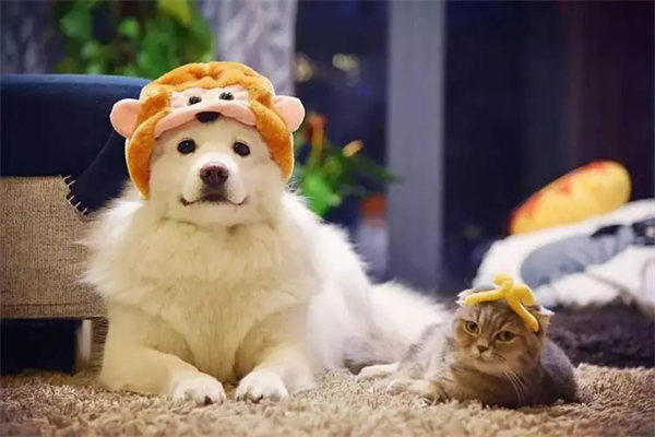 回忆专用小马甲怎么火的(那时候的网红比现在的网红稀有)