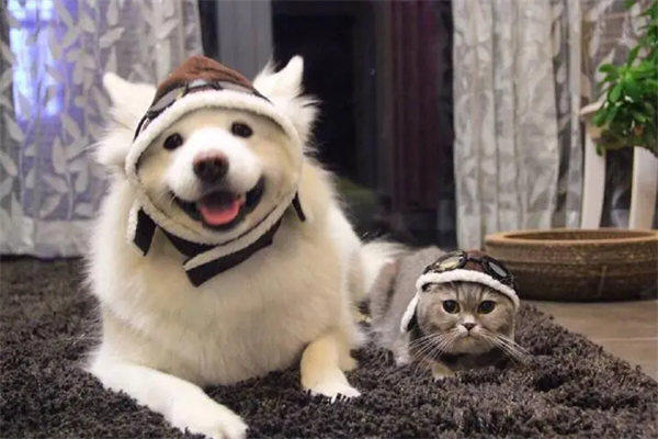 回忆专用小马甲怎么火的(那时候的网红比现在的网红稀有)