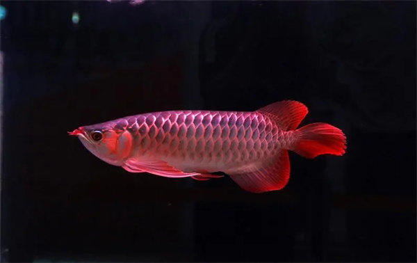 红龙鱼怎么样(这两点很重要)