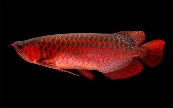 红龙鱼怎么样(这两点很重要)