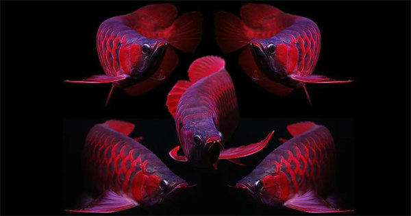 红龙鱼怎么样(这两点很重要)