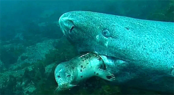 寿命最长的动物是什么(不要以为是乌龟)