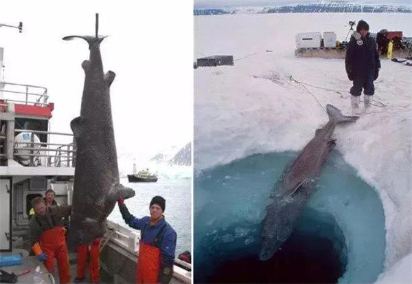 寿命最长的动物是什么(不要以为是乌龟)