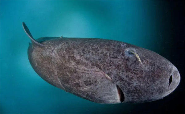 寿命最长的动物是什么(不要以为是乌龟)