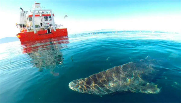 寿命最长的动物是什么(不要以为是乌龟)