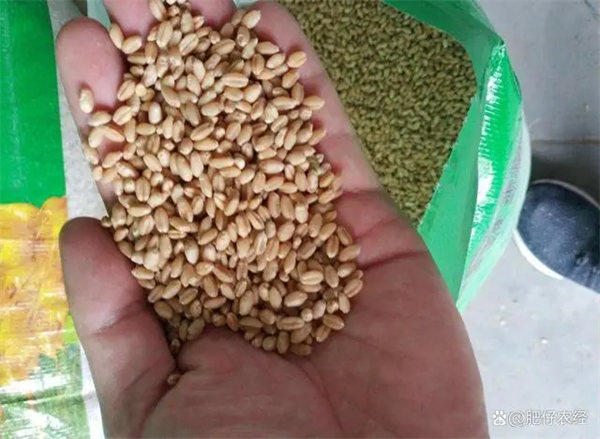 河南麦子品种哪个好(农民兄弟注意了)