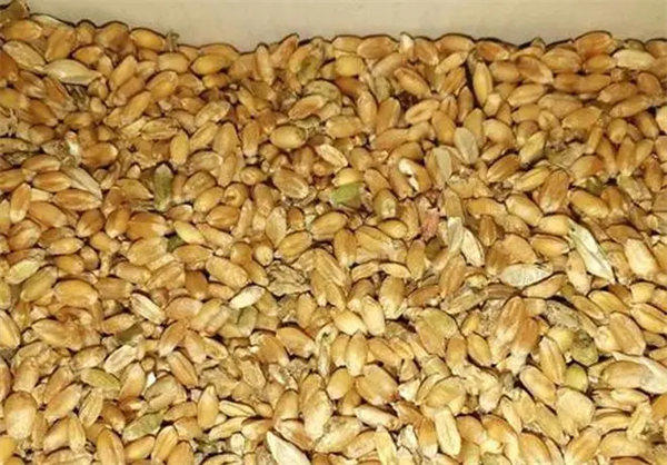 河南麦子品种哪个好(农民兄弟注意了)