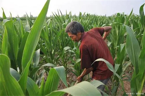 专家提议农民交农业税(网友说你这不是找骂吗)