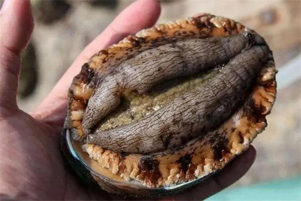 吃鲍鱼服务员问要几头鲍是什么意思(这样回答专业又不尴尬)