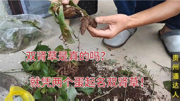 双肾草婆婆纳科普介绍(懂得人知道它有多宝贵)