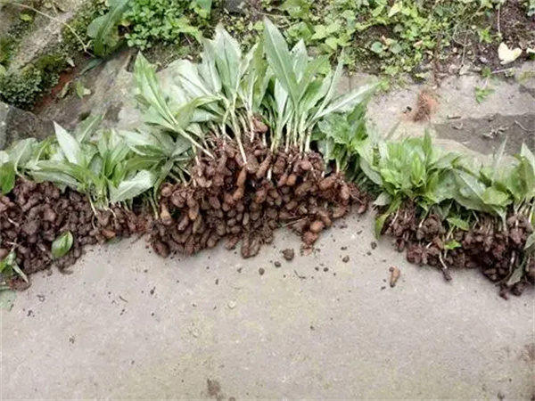 双肾草婆婆纳科普介绍(懂得人知道它有多宝贵)