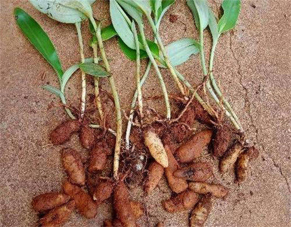 双肾草婆婆纳科普介绍(懂得人知道它有多宝贵)