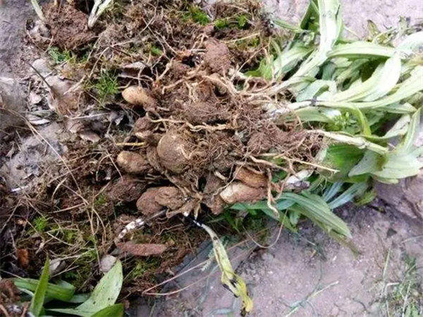 双肾草婆婆纳科普介绍(懂得人知道它有多宝贵)