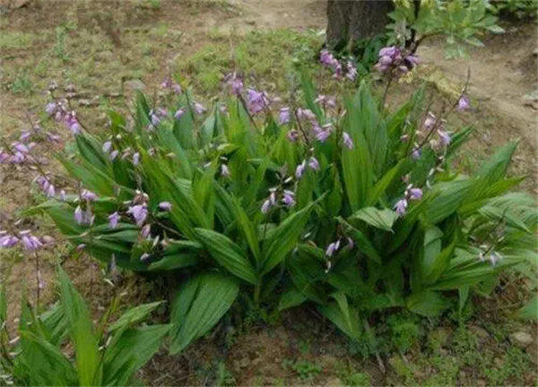 双肾草婆婆纳科普介绍(懂得人知道它有多宝贵)