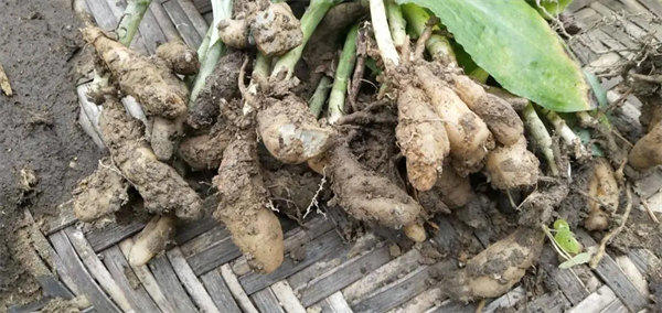 双肾草婆婆纳科普介绍(懂得人知道它有多宝贵)