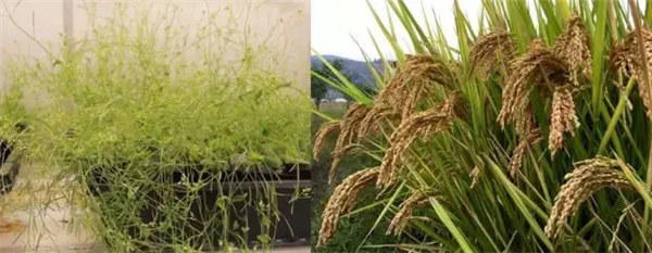 神舟十四号为啥带水稻和拟南芥还有蔓越莓回来(每一种都意义非凡)