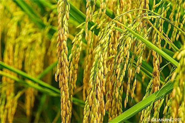 神舟十四号为啥带水稻和拟南芥还有蔓越莓回来(每一种都意义非凡)