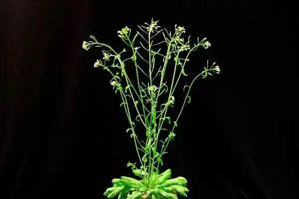 神舟十四号为啥带水稻和拟南芥还有蔓越莓回来(每一种都意义非凡)