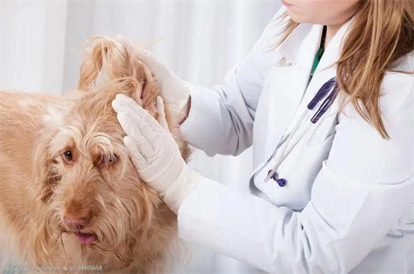 宠物医生未来前景怎么样(急需将近40万宠物方面人才)