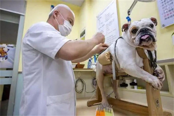 宠物医生未来前景怎么样(急需将近40万宠物方面人才)