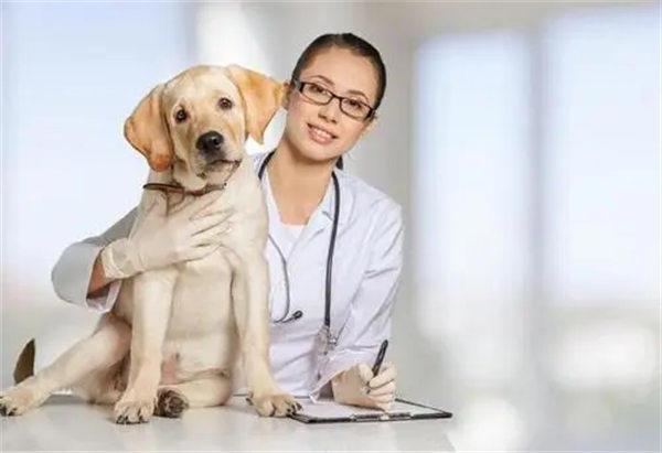 宠物医生未来前景怎么样(急需将近40万宠物方面人才)