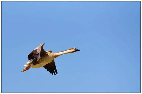 鸿雁有什么寓意象征意义(古诗词里为何多次出现鸿雁)
