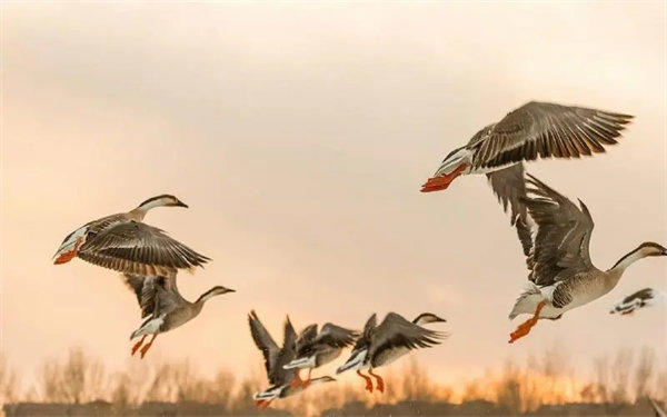 鸿雁有什么寓意象征意义(古诗词里为何多次出现鸿雁)