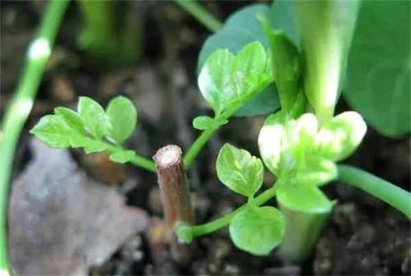 可以扦插的花卉种类有哪些(春天推荐这几种)